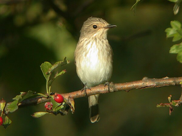 Spotted Flycatcher