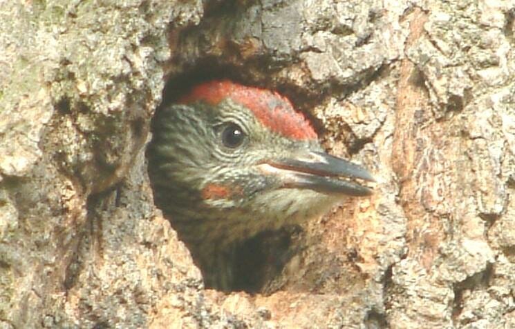 Green woodpecker