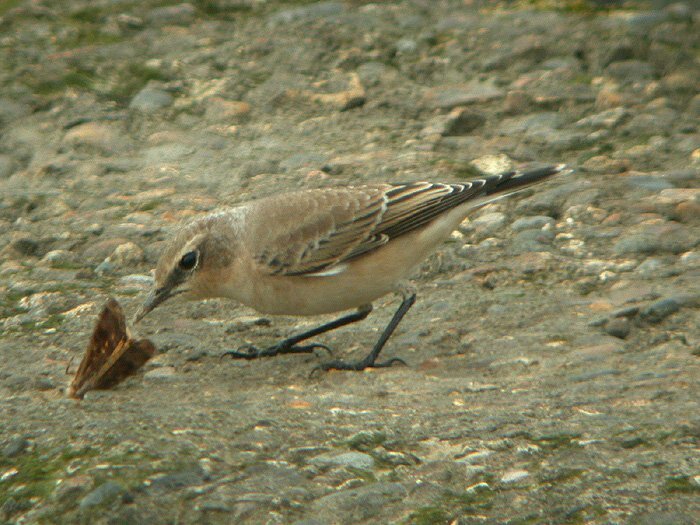 Wheatear