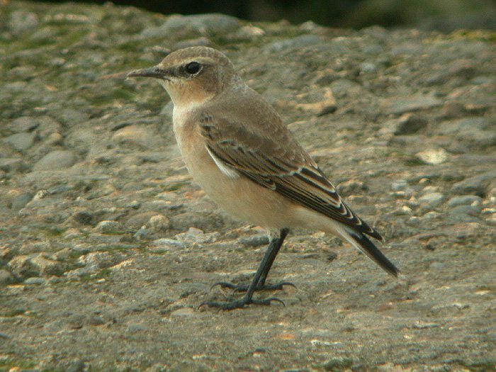 Wheatear