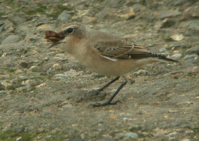 Wheatear