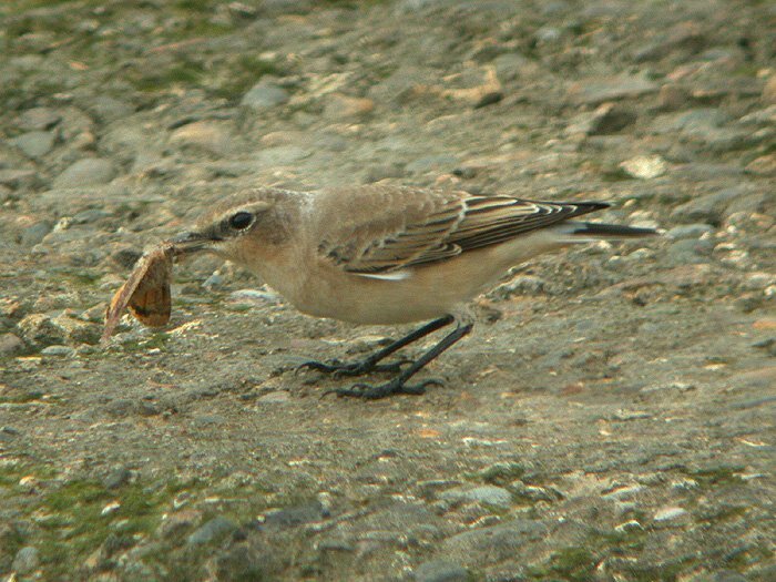 Wheatear