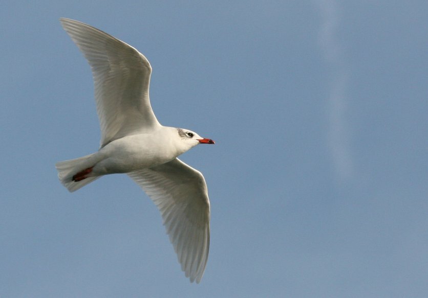 Mediterranean Gull