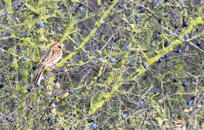 Reed Bunting