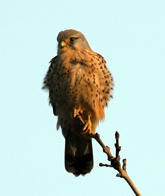 Kestrel