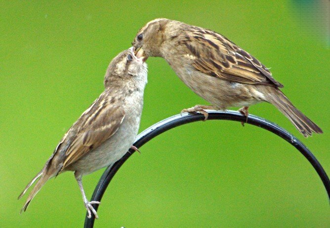 House Sparrow. Garden in Hullbridge. 04/06/05.Photo by David Flack.