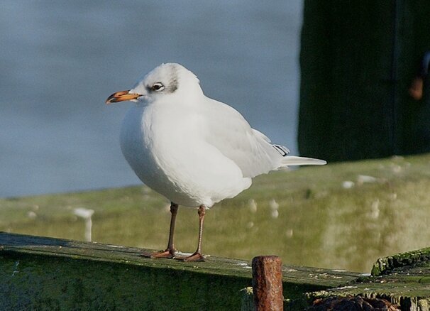 Mediterranean Gull