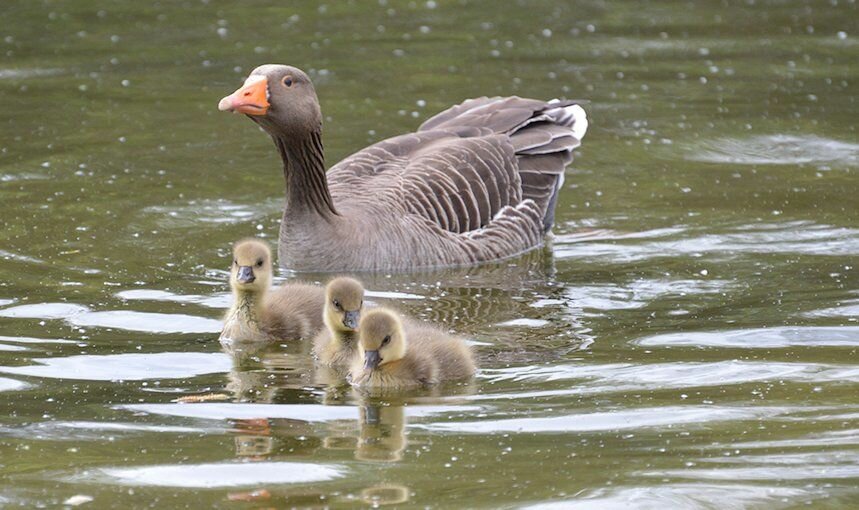 Greylag and goslings