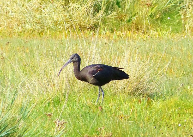 Glossy Ibis