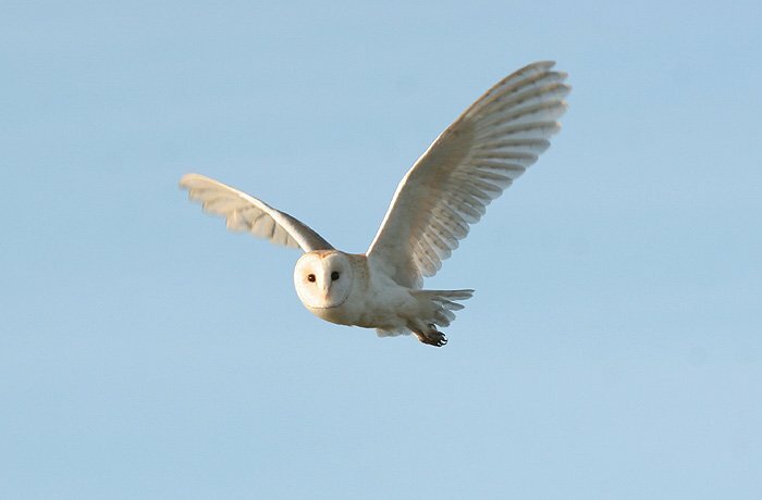 Barn Owl. Paglesham. 14/11/05. Photo by Steve Arlow (SOG).