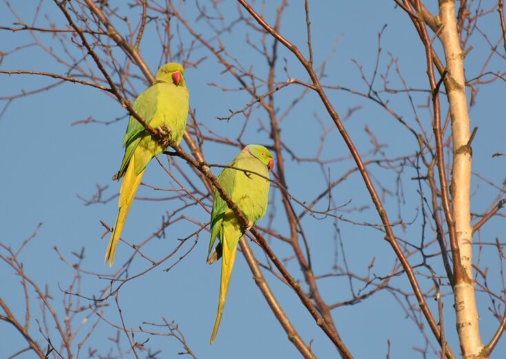 Rose-ringed Parakeets