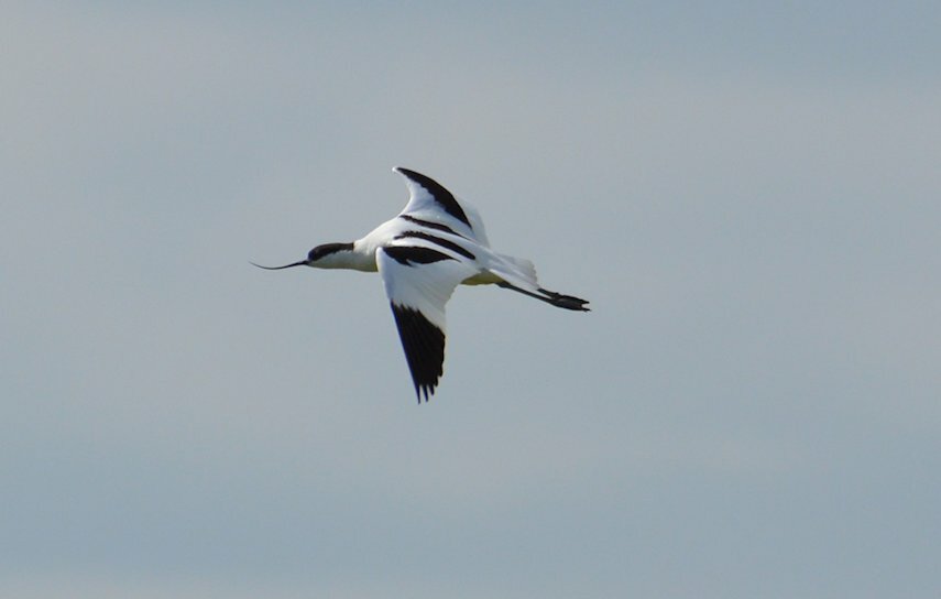 Avocet on Foulness