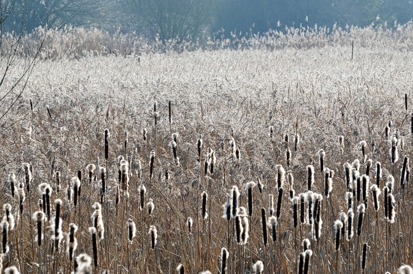 RSPB Rye Meads