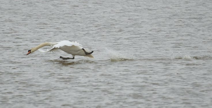 Mute Swan