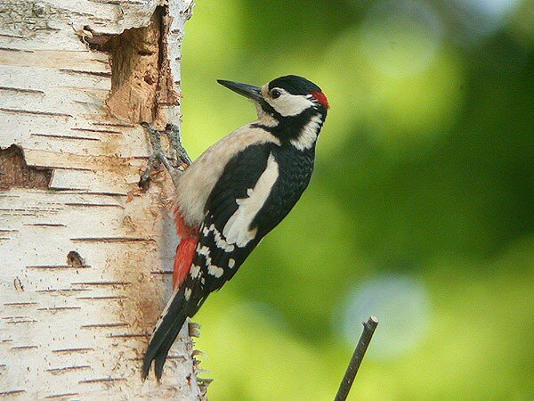 Great Spotted Woodpecker