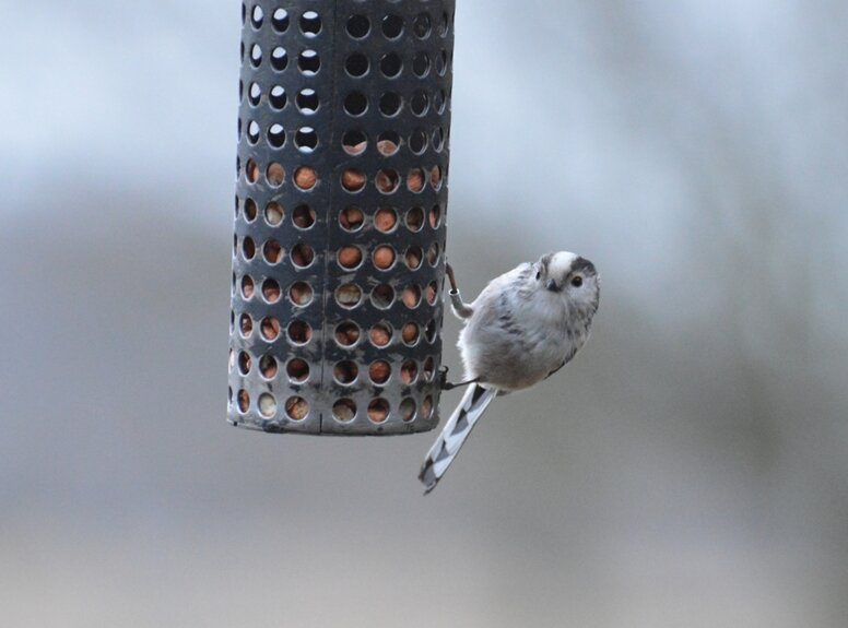 Long-tailed Tit at Fishers Green