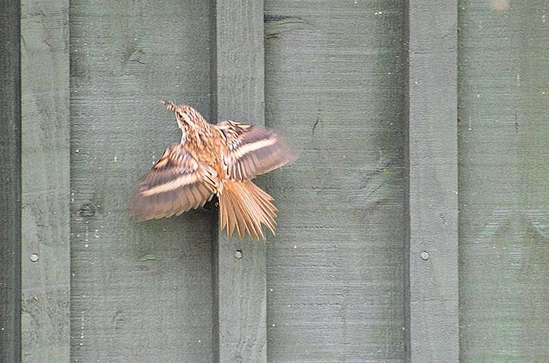 Wren at Weeting