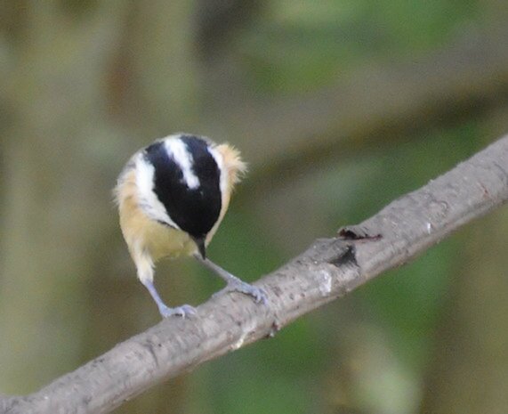 Coal Tit