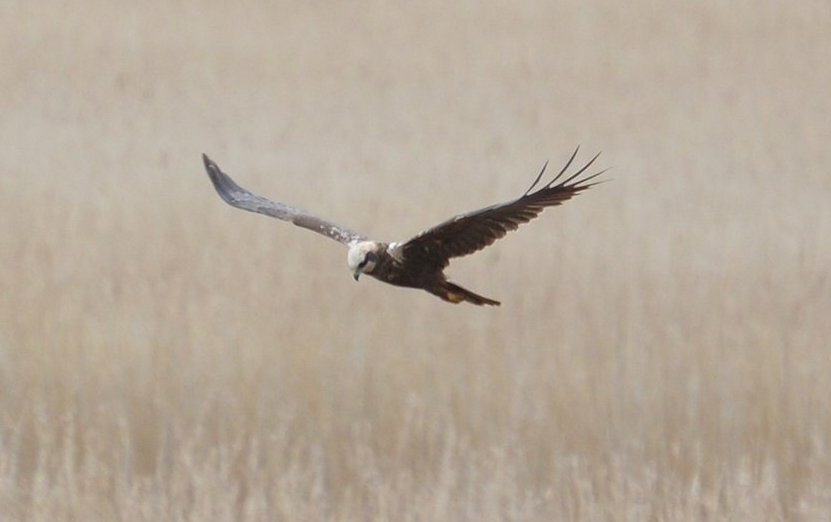 Marsh Harrier at RSPB Minsmere