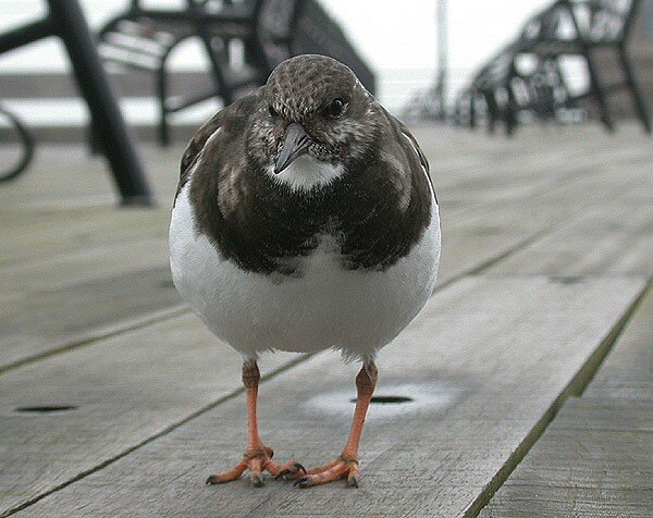 Turnstone