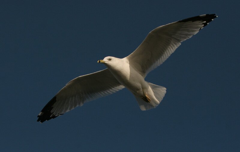 Ring-billed Gull. Westcliff Seafront. 30/10/05. Photo by Steve Arlow (SOG).