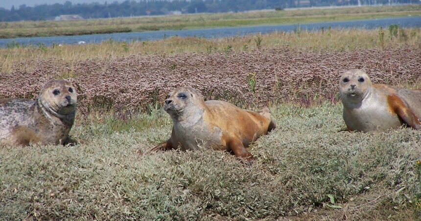 Common Seals