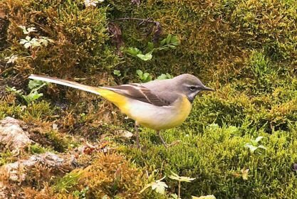 Grey Wagtail at Arundel