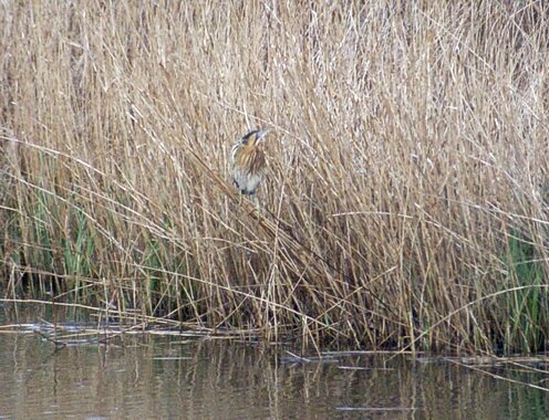 Bittern