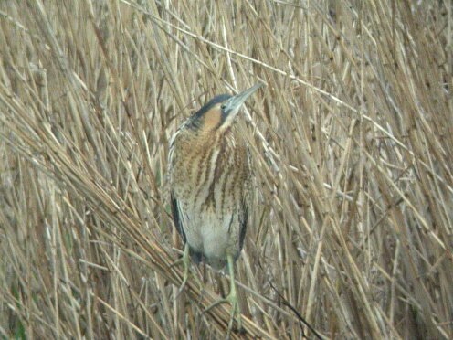 Bittern