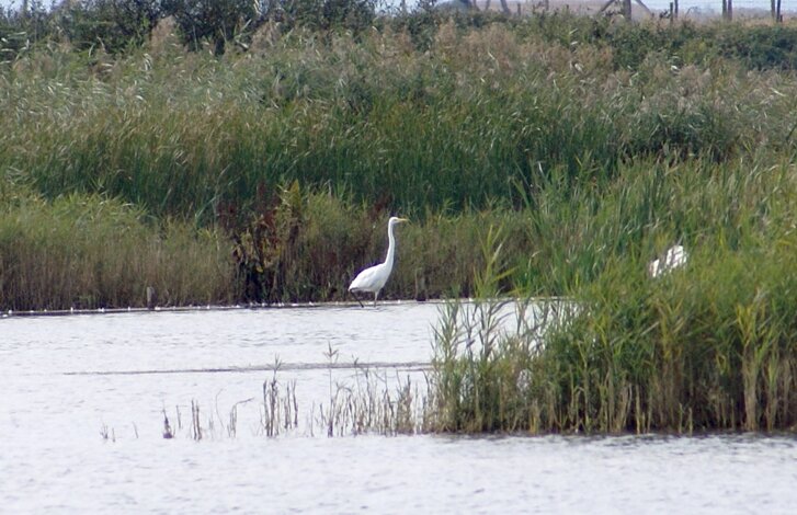 Great White Egret