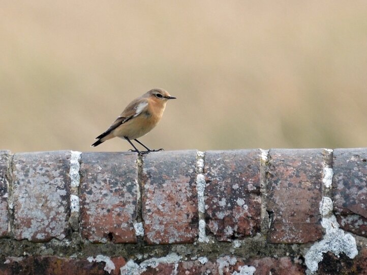 Wheatear at Gibraltar Point National Nature Reserve