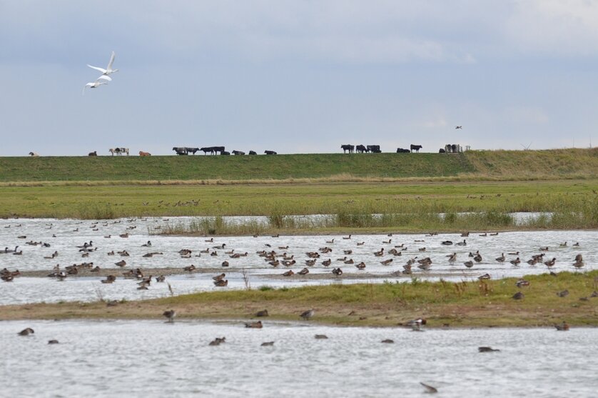 RSPB Frampron Marsh