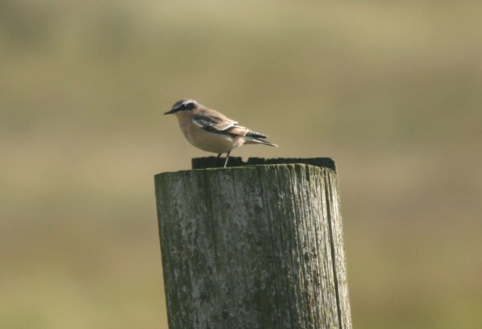 Wheatear