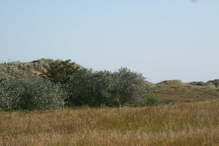 Blakeney plantation