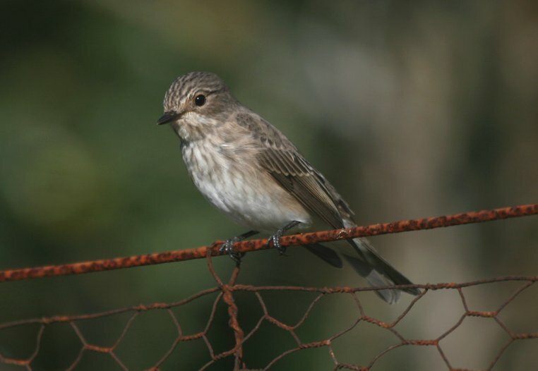 Spotted Flycatcher