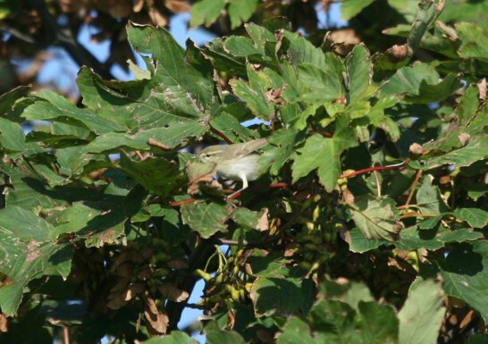 Greenish Warbler