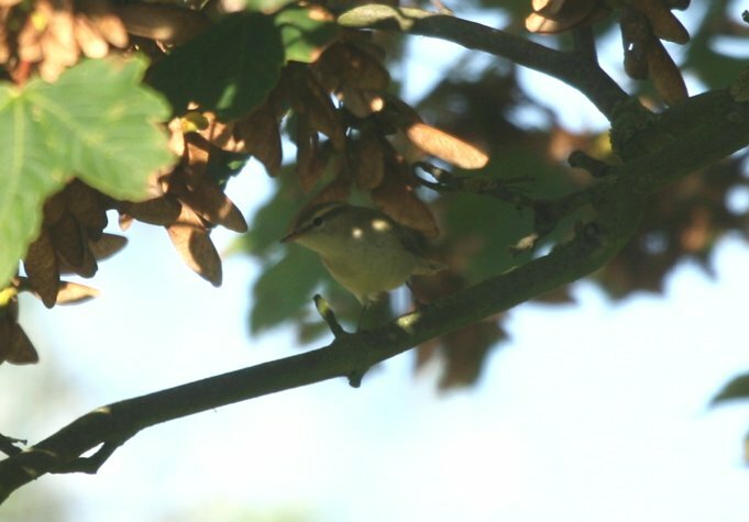 Greenish Warbler