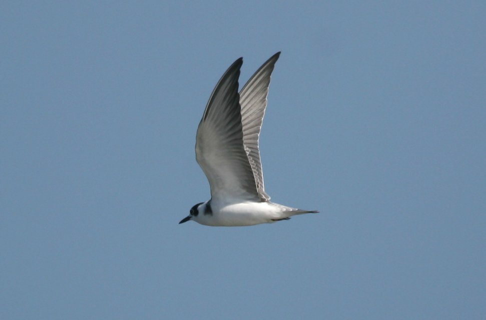 Black tern