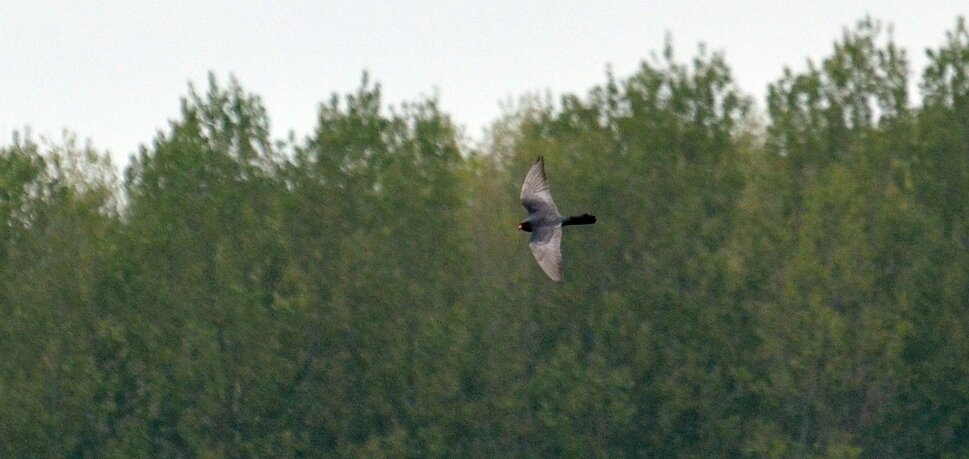 Red-footed Falcon