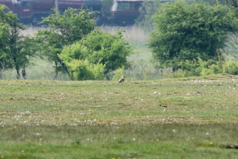 Stone-curlew