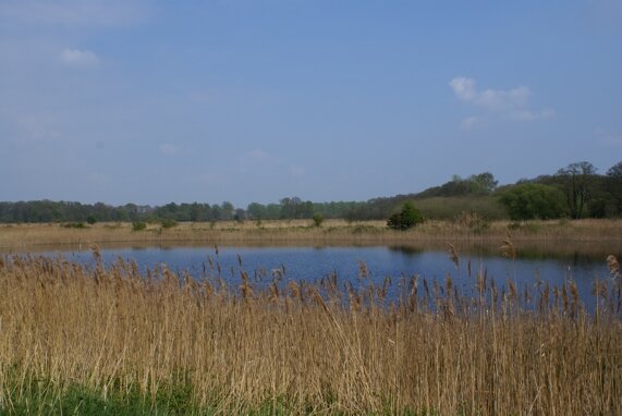 Lopham Fen