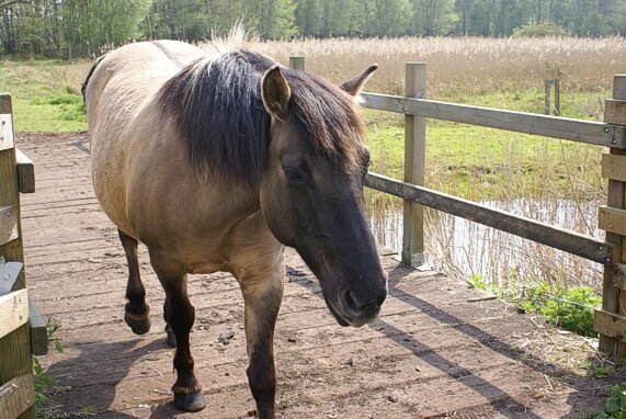 Lopham Fen