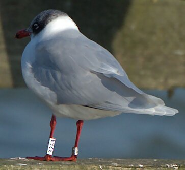 Mediterranean Gull