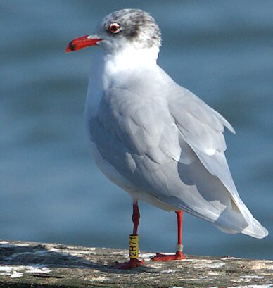 Mediterranean Gull 2H71