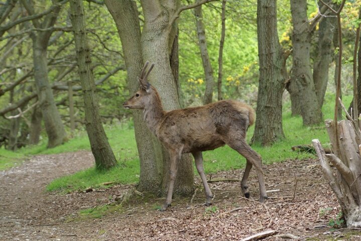 Red Deer