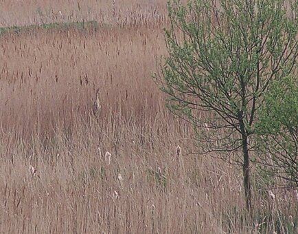 Bittern at rest