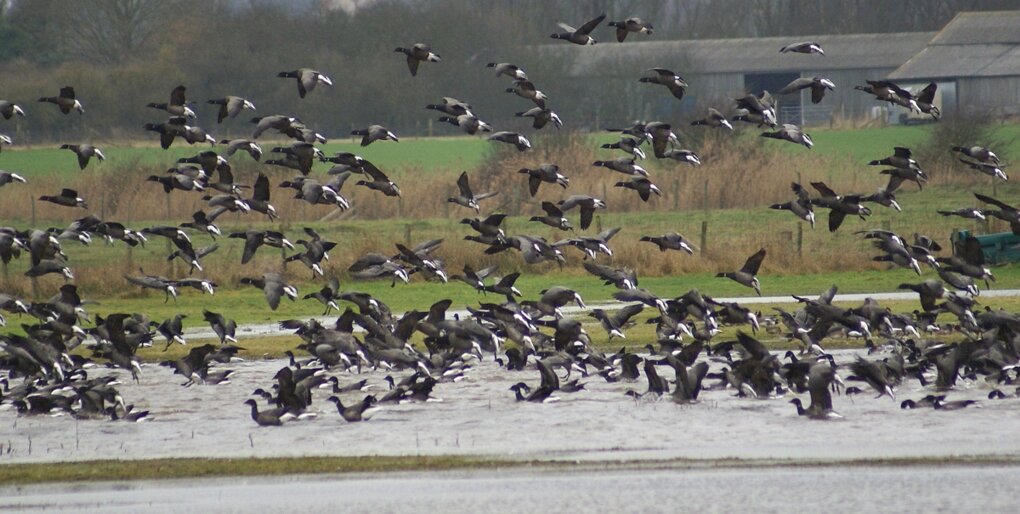 RSPB Old Hall Marshes