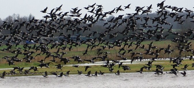 Brent Geese. RSPB Old Hall Marshes