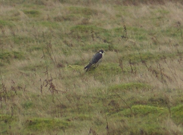 Peregrine Falcon. RSPB Old Hall Marshes