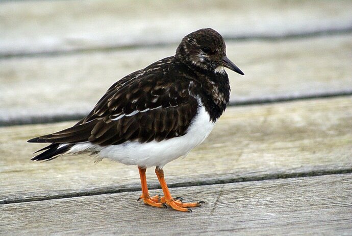 Turnstone on the Pier